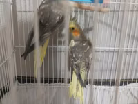Nymph (kakadul, cockatiel) cütü və qəfəs dəsti - Növ: Nymph — 照片 3