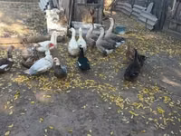 Ducks — zdjęcie 2