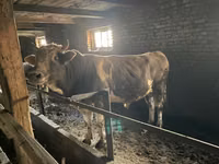 Toro, Simmental cattle — foto 4