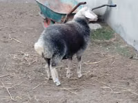 ვერძი, ცხვრები — ფოტო 6