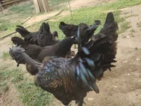 Chickens — zdjęcie 5