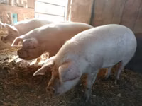Sow, Pigs — photo 3