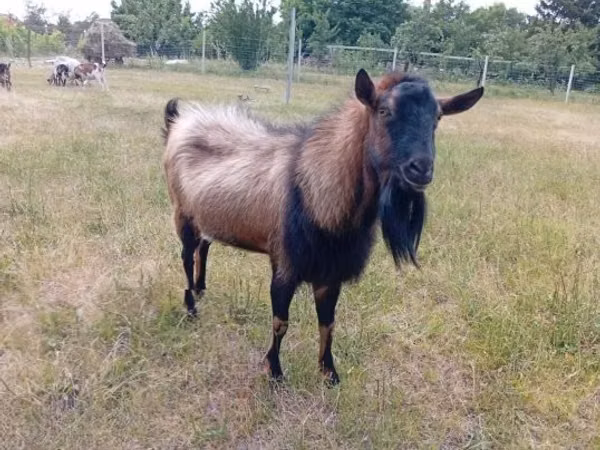 ஆண் வெள்ளாடு, Alpine goat