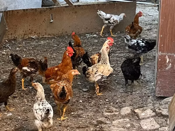 Chickens — Ozarbayjon
