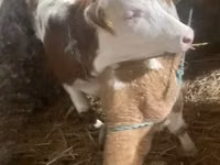 Сиыр, Simmental cattle — 1-сурет