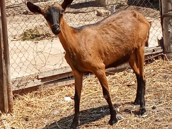 თხა, Alpine goat