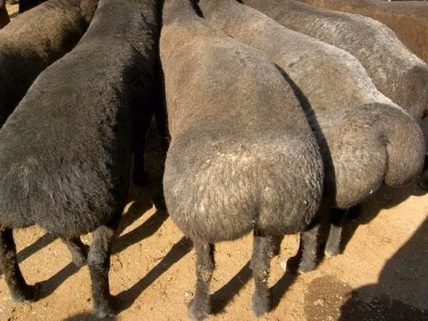 Қошқар, Қойлар