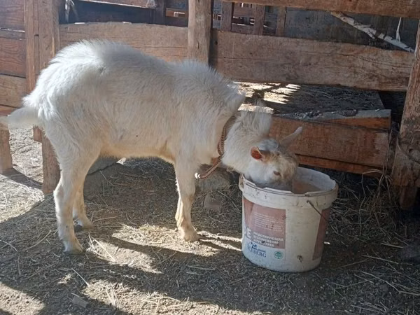 Cabra, Cabras