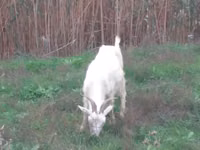 Ешкі, Saanen goat — 4-сурет