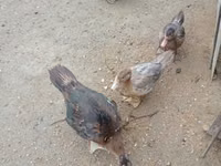 Ducks — Foto 2