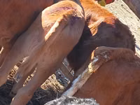 أبقار (دفعة، الجنس غير محدد), Simmental cattle — الصورة 2