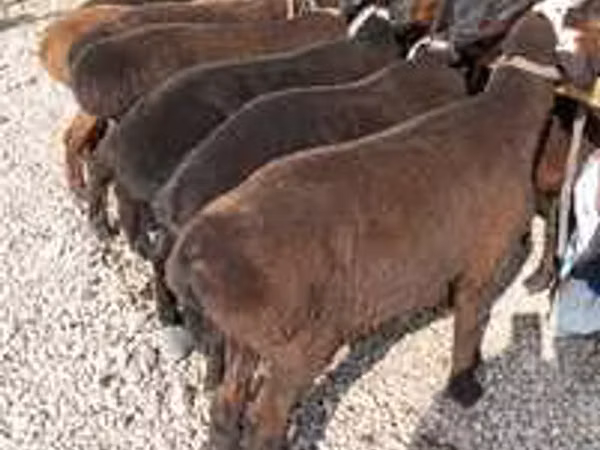Koç, Hissar sheep