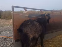 ஆண் வெள்ளாடு, வெள்ளாடுகள் — புகைப்படம் 1