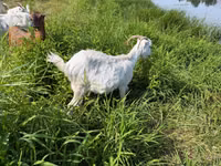 Cabra, LaMancha goats — foto 2