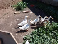 Německý pekin — foto 2