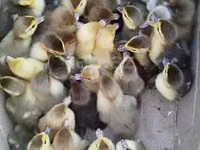 Ducks — foto 3