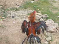 Chickens — 写真 2