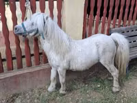 Koń, Konie — zdjęcie 5