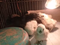 Turkeys — Foto 2