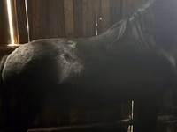 Caballo, Caballos — foto 3