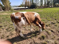 Boğa, Simmental cattle — foto 2