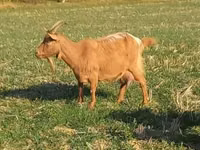 Koza, Alpine goat — zdjęcie 3