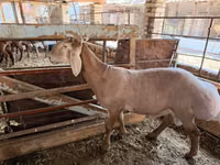 Carneiro, Rhon sheep — foto 4