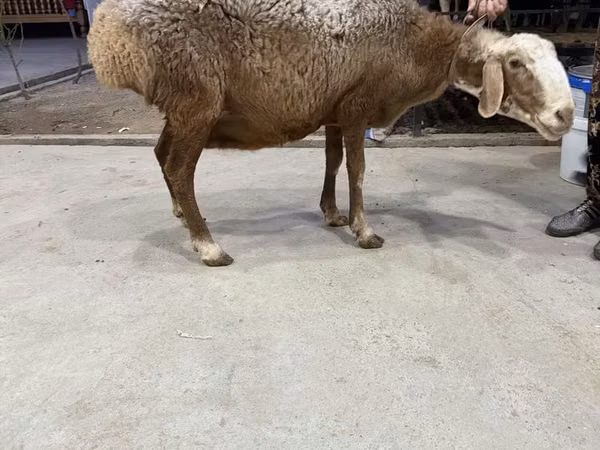 Sheep, Sheep