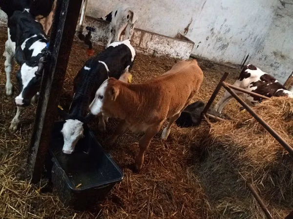 牛只（批次，未指定性别）, Cattle