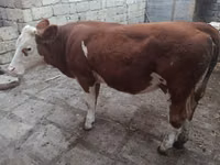 Krava, Simmental cattle — foto 2