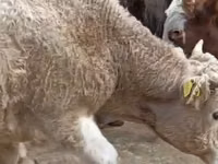 母牛, Cattle — 照片 2