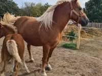 母马, Horses — 照片 5