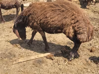 Qoyun, Karakul sheep — foto 2