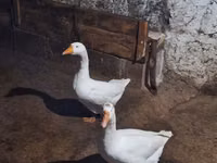 Geese — foto 3