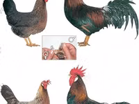 Chickens — Foto 3
