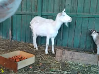 Koza, Saanen goat — foto 8