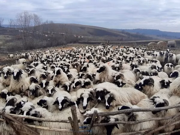 Brebis, Bessarabian sheep