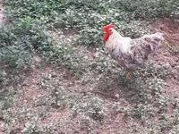 Chickens — zdjęcie 4