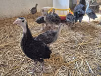 Turkeys — zdjęcie 3