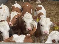 Rinder (Partie, Geschlecht nicht angegeben), Simmental cattle — Foto 2