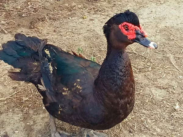 Ducks