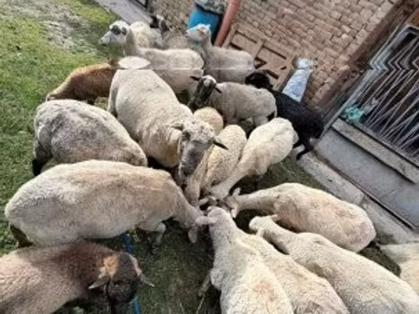 Ovce, Ovce