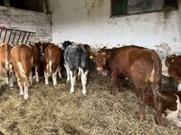 Sigir, Simmental cattle — 5-rasm
