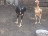 Chickens — الصورة 3