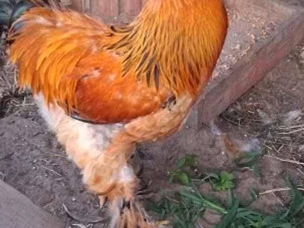 Brahma