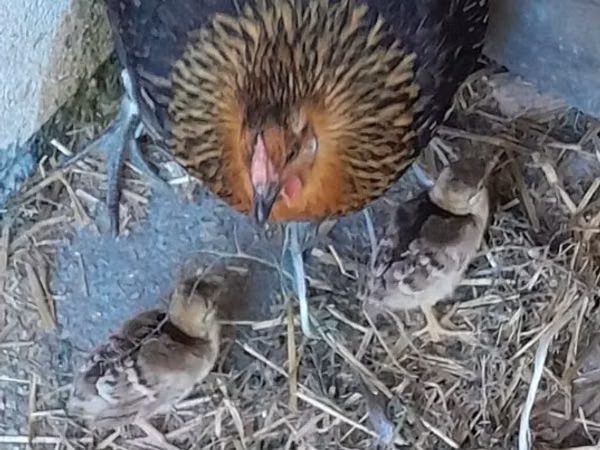 Chickens — Azerbaïdjan