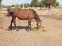 母马, Kyrgyz Horse — 照片 5