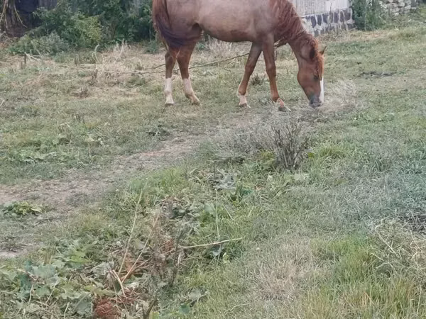 Yegua, Caballos — Armenia