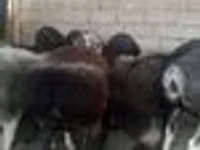 Sheep, Sheep — photo 4