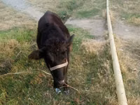 Vaca, Bovinos — foto 1